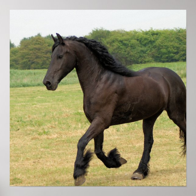 Gorgeous Friesian Horse Poster (Vorne)