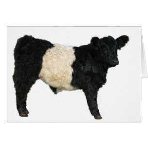 Gorgeous Galloway Steer Cutout