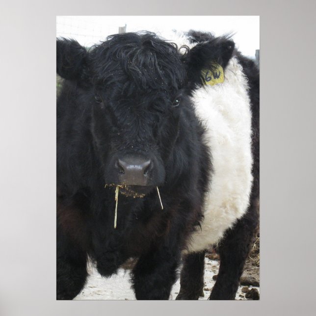 Gorgeous Galloway Steer Eating Hay Poster (Vorne)
