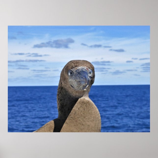 Gorgeous Gannet Poster (Vorne)