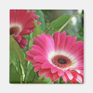 Gorgeous Gerbers Magnet