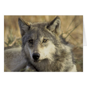 Gorgeous Gray Wolf