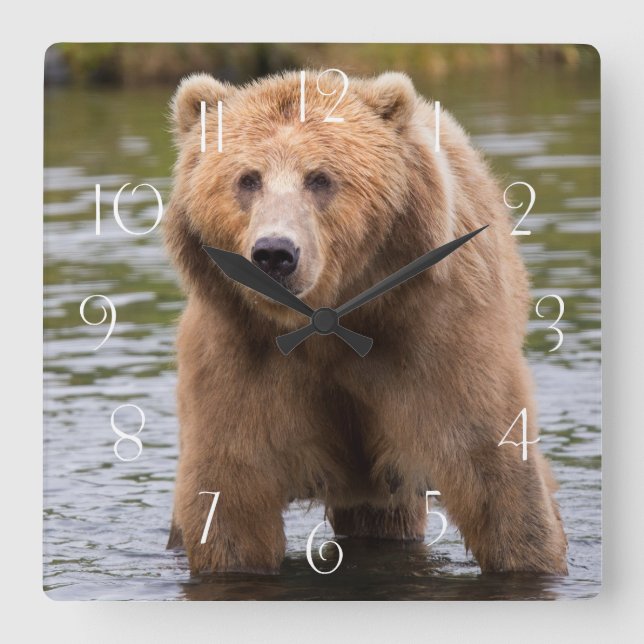 Gorgeous Kodiak Braunbär Quadratische Wanduhr (Vorderseite)