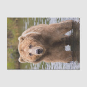 Gorgeous Kodiak Brown Bear Seidenpapier