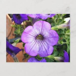 Gorgeous Lila Petunia Postkarte