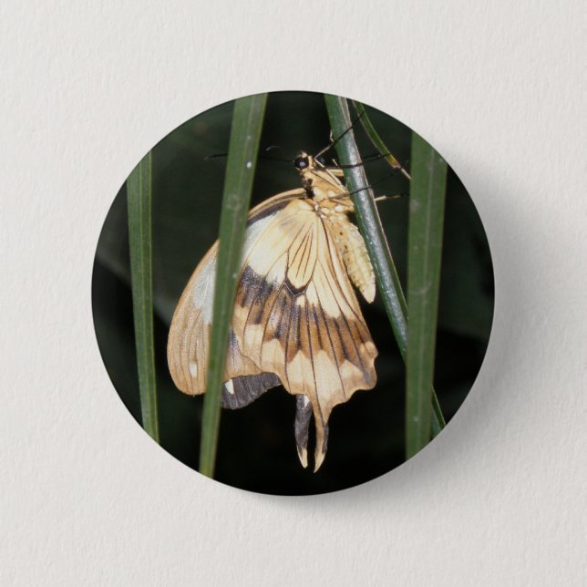 Gorgeous Moth Button (Vorderseite)