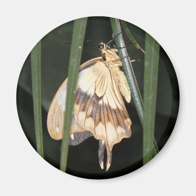 Gorgeous Moth Magnet (Vorne)