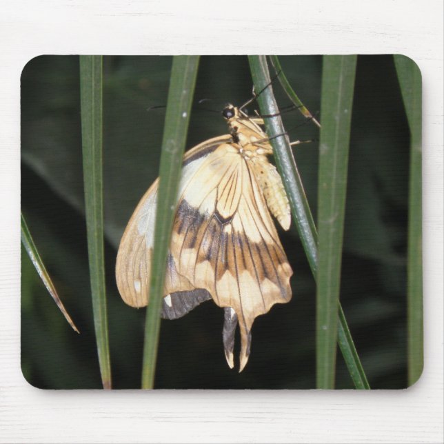Gorgeous Moth Mousepad (Vorne)