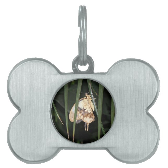 Gorgeous Moth Pet Tag Tiermarke (Vorderseite)