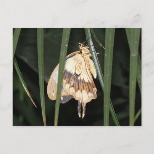 Gorgeous Moth Postcard Postkarte