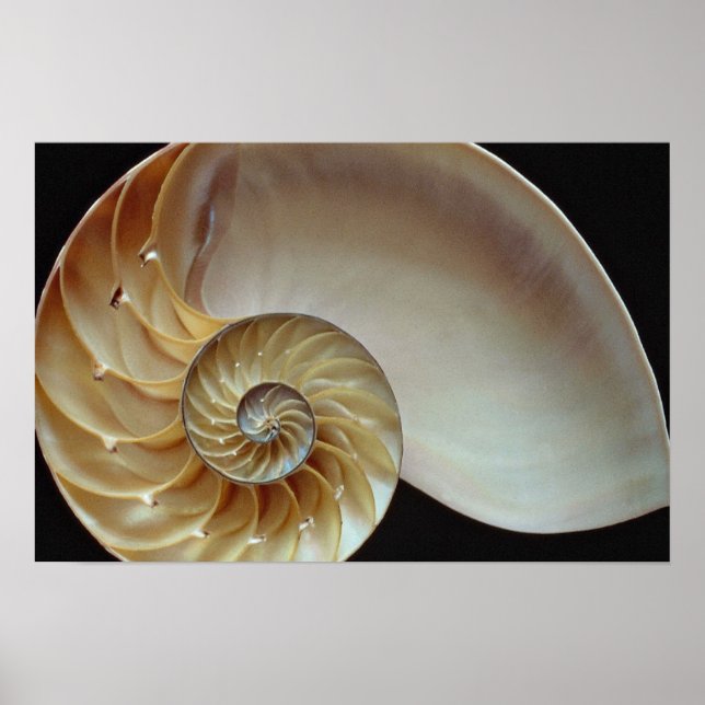 Gorgeous Nautilus Muschel Poster (Vorne)