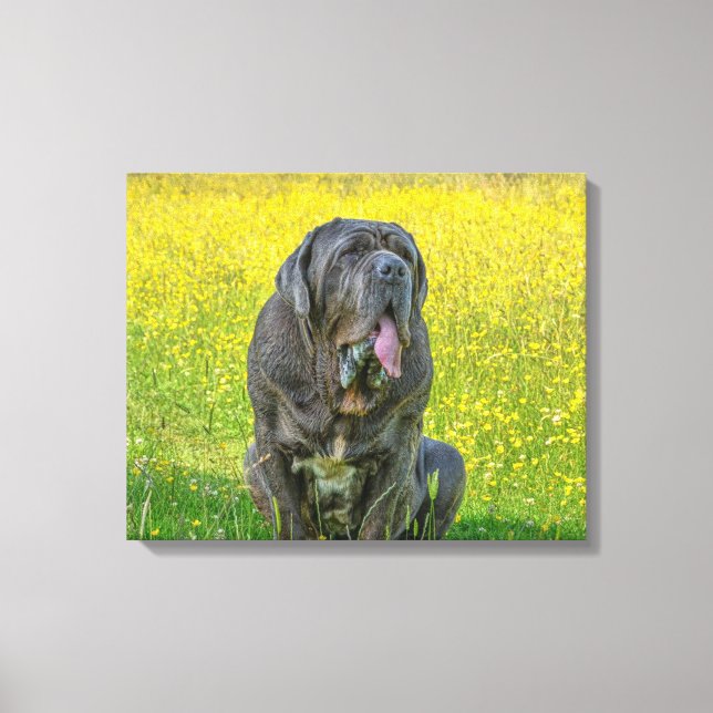 Gorgeous Neapolitan Mastiff Leinwanddruck (Vorderseite)