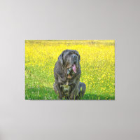 Gorgeous Neapolitan Mastiff