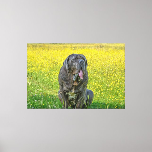 Gorgeous Neapolitan Mastiff Leinwanddruck (Vorderseite)