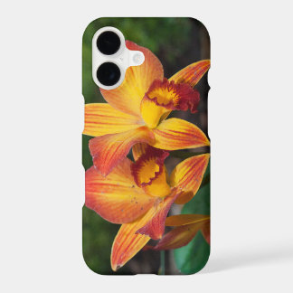 Gorgeous Orange Yellow Rhyncattleanthe Orchid