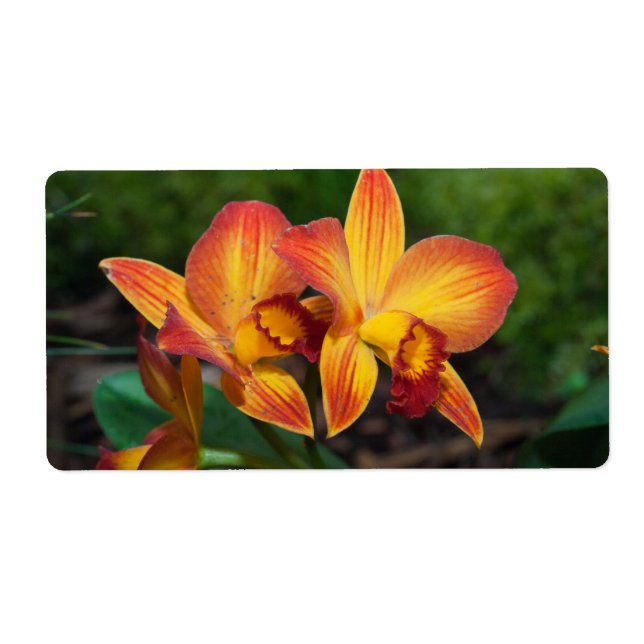 Gorgeous Orange Yellow Rhyncattleanthe Orchid (Vorne)
