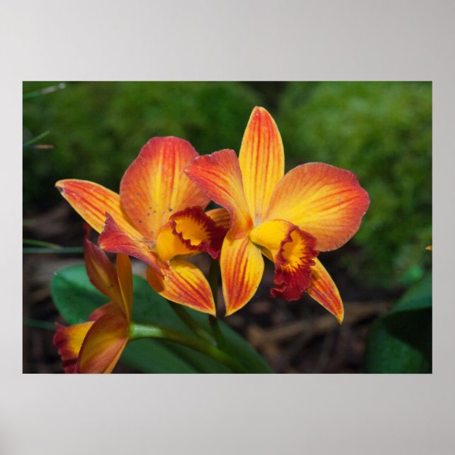 Gorgeous Orange Yellow Rhyncattleanthe Orchid Poster (Vorne)