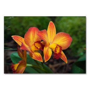 Gorgeous Orange Yellow Rhyncattleanthe Orchid Tischnummer