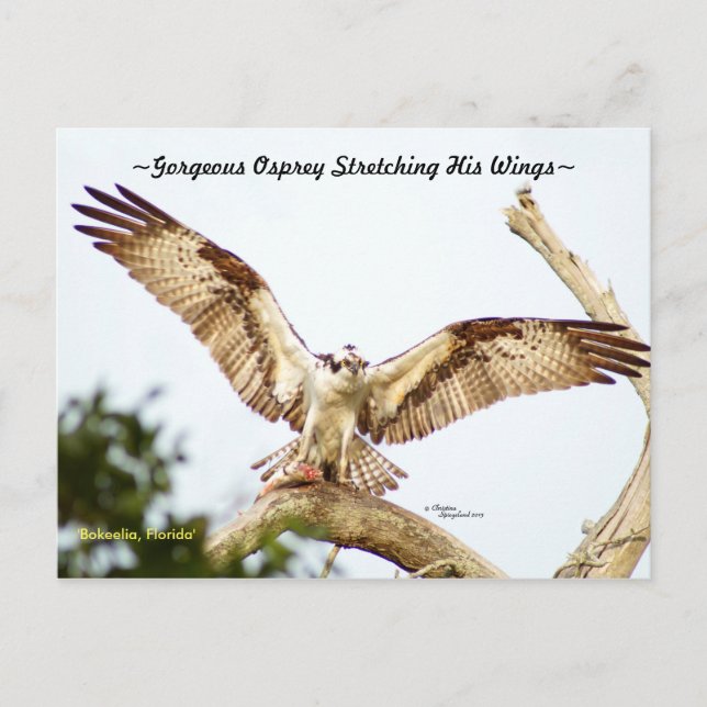 Gorgeous Osprey hawk Florida Postcard Postkarte (Vorderseite)