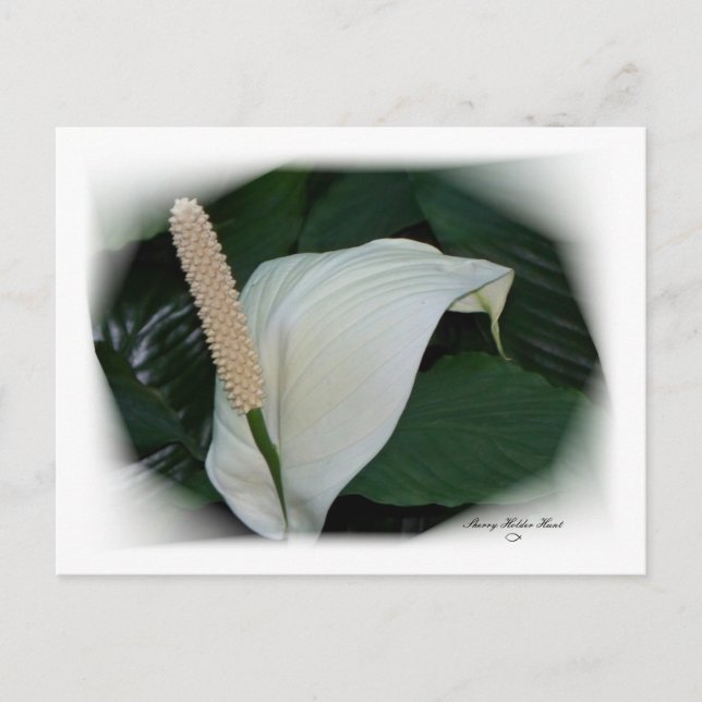 Gorgeous Petals 12 Postkarte (Vorderseite)
