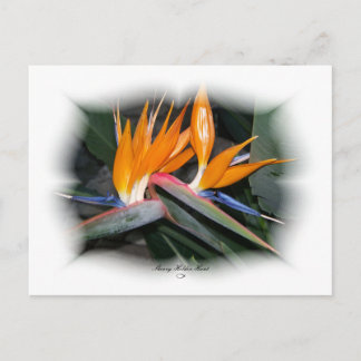 Gorgeous Petals 29 Postkarte