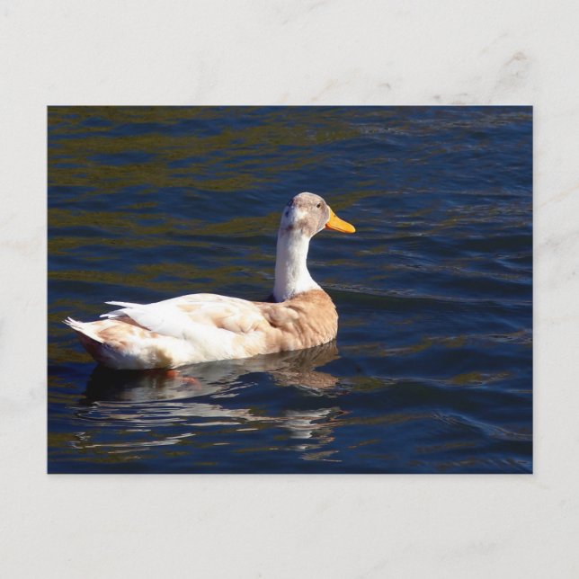 Gorgeous Pied Duck Postkarte (Vorderseite)