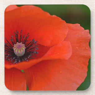 Gorgeous Poppy Untersetzer
