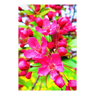 Gorgeous Red Barron Crabapple Foto