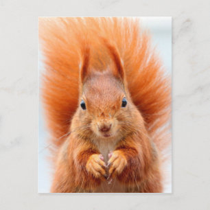Gorgeous Red Squirrel Postkarte