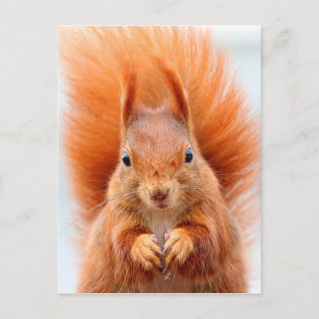 Gorgeous Red Squirrel Postkarte (Vorderseite)