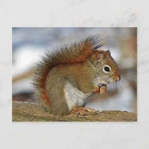 Gorgeous Red Squirrel Postkarte
