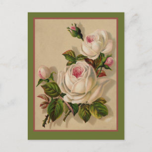 Gorgeous Redoute White Roses Postkarte