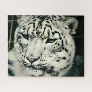 Gorgeous Snow Leopard Puzzle