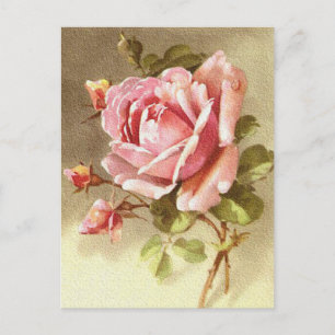 Gorgeous Textured Viktorianisch Pink Rose Postkarte