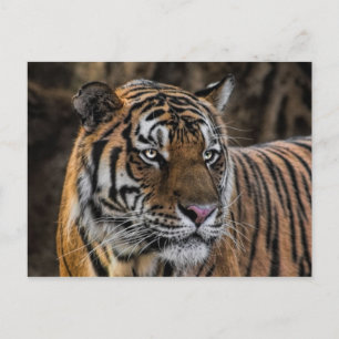 Gorgeous Tiger Sleek Wildcat Face Postkarte