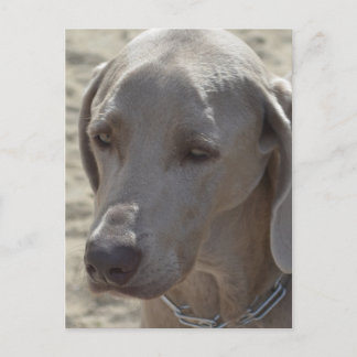 Gorgeous Weimaraner Postkarte