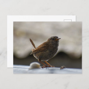 Gorgeous Wren Postkarte