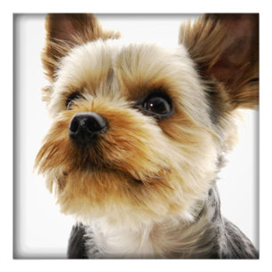 Gorgeous Yorkshire Terrier Fotodruck