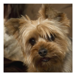 Gorgeous Yorkshire Terrier Fotodruck