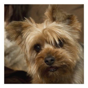 Gorgeous Yorkshire Terrier Fotodruck