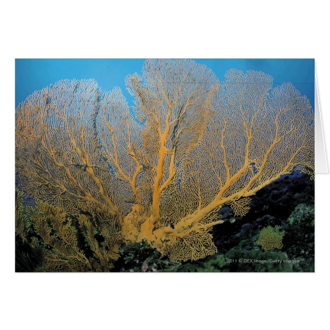 Gorgonian Koralle (Vorderseite (Horizontal))
