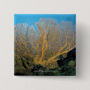 Gorgonian Koralle Button