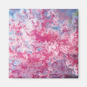 Gorgonian Koralle Magnet