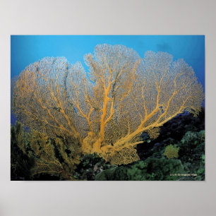 Gorgonian Koralle Poster