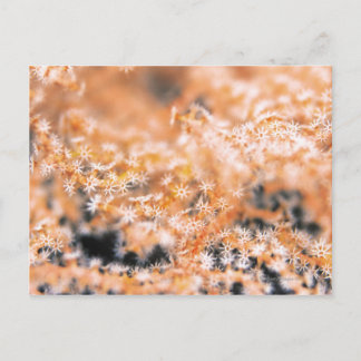 Gorgonische Koralle 2 Postkarte