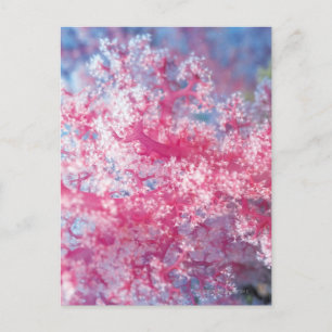 Gorgonische Koralle Postkarte