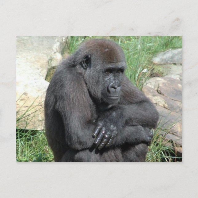 Gorila Sitting Postcard Postkarte (Vorderseite)