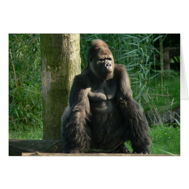 Gorilla (Vorderseite (Horizontal))