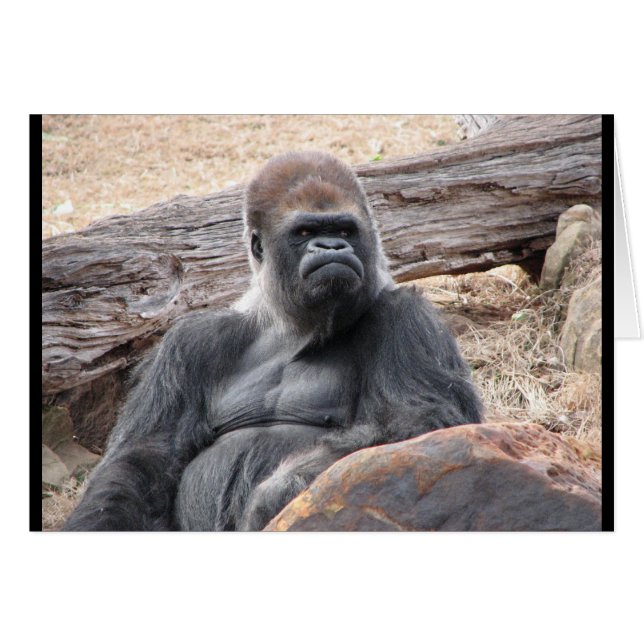 Gorilla (Vorderseite (Horizontal))