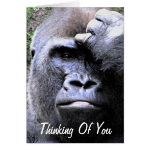 Gorilla_